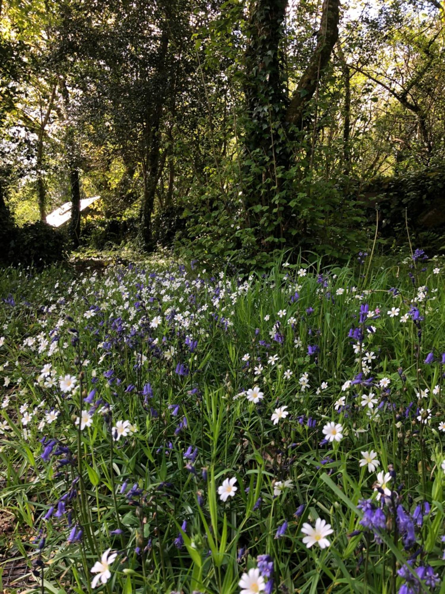 Sligo Forest Retreat Villa Buitenkant foto